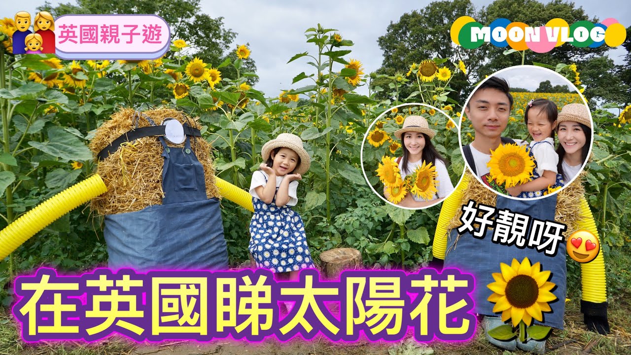 【雷丁太陽花田】一大片太陽花海🌻｜向日葵｜The Flower Plot｜朝氣勃勃親子遊｜英國南部｜雷丁｜Reading｜BNO｜UK