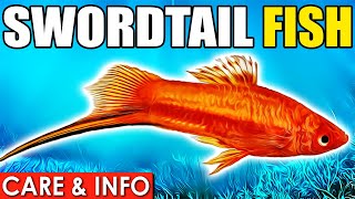 Swordtail Fish | Swordtail Fish Care And Info! | Swordtail Fish Care Guide For Beginners