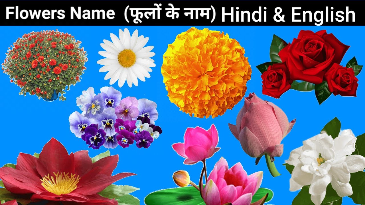 Flowers Name In Hindi English फूलों के नाम Flowers Name Flower