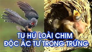 Cuckoo - The most sinister, cruel, and rogue of all birds