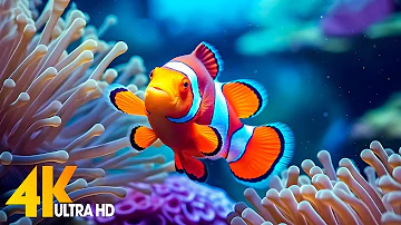 Aquarium 4K VIDEO (ULTRA HD) 🐠 Beautiful Coral Reef Fish - Relaxing Sleep Meditation Music