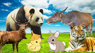 Funny animals, animal sounds: panda, horse, buffalo, rabbit, tiger,... by Animal Moments 63,224 views 1 year ago 16 minutes