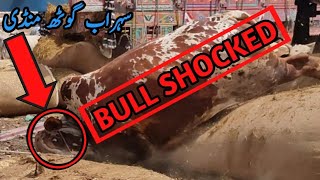BULL SHOCKED | WRONG UNLOADING | SOHRAB GOTH MANDI 2021 | سہراب گوٹھ منڈی | Karachi | Animal Market