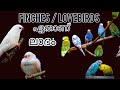 lovebirds / finches / comparison |lovebird breeding finches breeding  malayalam