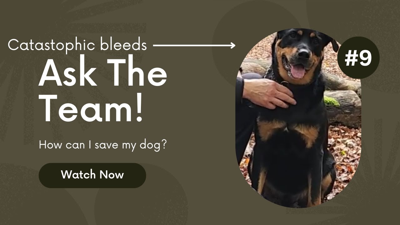 How do I stop bleeds on my dog? Ask the Team YouTube