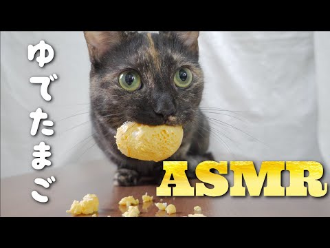 【ASMR】黄身返したまご唸りながら食べる猫の咀嚼音???ASMR Cat Eat Boiled Egg