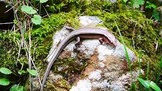 カマキリと出会ったニホントカゲ Plestiodon japonicus