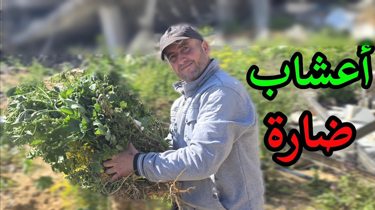 Мы спасли урожай, и конечный результат шокировал нас! 🌿🌾