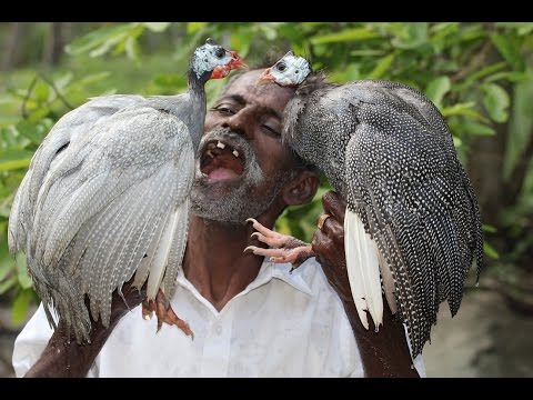 Guineafowl Curry Prepared by my DADDY ARUMUGAM / VILLAGE FOOD FACTORY