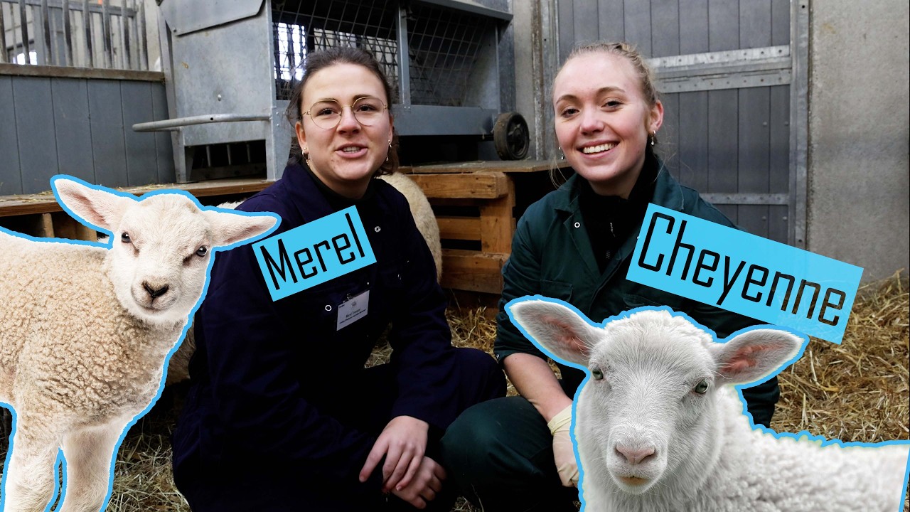 Lammerstage UAntwerpen Diergeneeskunde