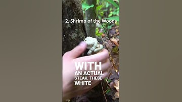 4 Mushrooms that Taste like Meat! Vol 2.