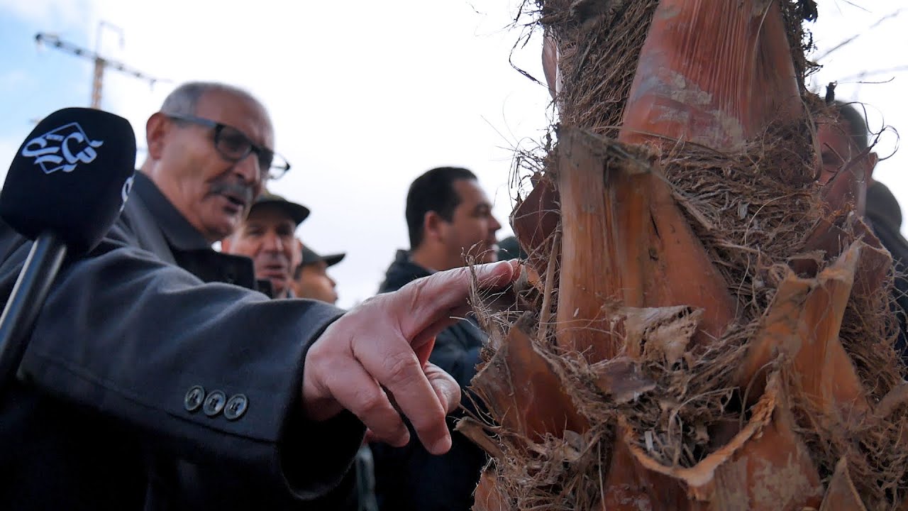 في اطار التحسين الحضري لمدينة تيارت ، عملية تشجير تشمل مداخل المدينة