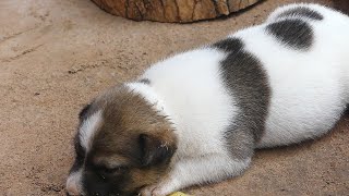 Cute Puppy Drinks Little Milk But Like To Sleep So Long