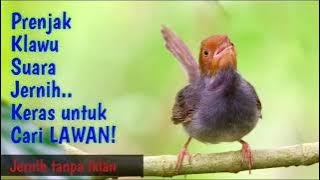 Suara Prenjak Klawu Jernih keras Mencari Lawan!!!