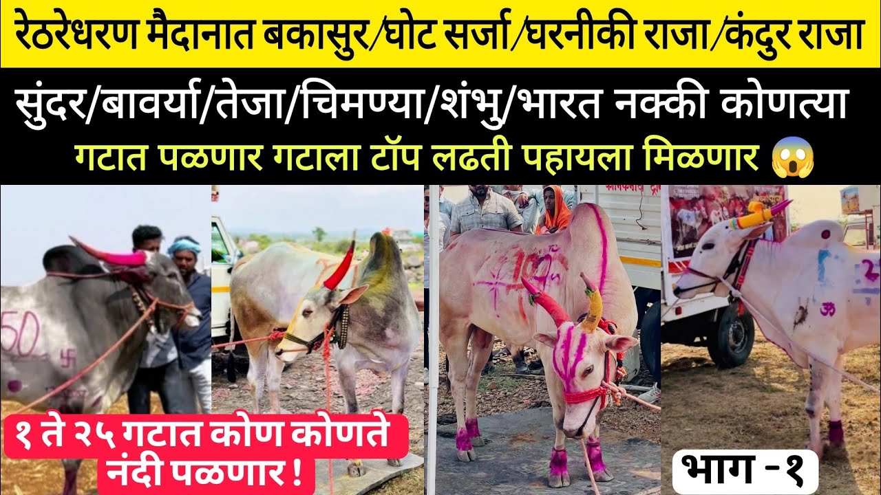  रेठरेधरण मैदानात बकासुर/सुंदर/भारत/घोट सर्जा/घ.राजा/चिमण्या/ठाकूर/तेजा नक्की कोणत्या गटात पळणार!