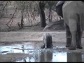 Baby Elephant Gets Trunk Lesson at Pete's Pond 11-30-12