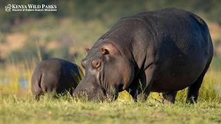What Do Hippos Eat? The Surprising Truth About the Hippo Diet