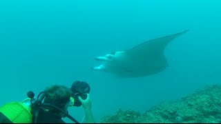 Manta Rays In Bora Bora