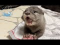 Baby Otter, First Meal!