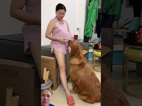 #夫妻 #funny #cat #cute #comedy #pets #retreiver #shorts #shortvideo #shortsfeed #funniestvideo #fyp thumbnail