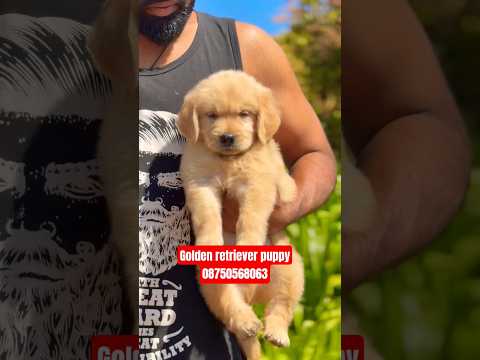 golden retriever dog puppy for sale 🥰 #viral #trending #gurgaon #delhi #noida #shorts #youtubeshorts