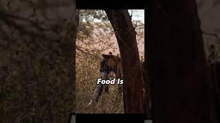 HUNGRY Tiger FIGHTS Python! #nature #hunting #wildlife #youtubeshorts #snake  #shorts