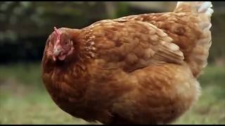 Slepička -  Bob Martinec