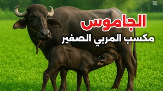 السر اللي محدش بيقوله | ازاي تبدأ مشروع الجاموس وتكسب ذهب | الجاموس حصاله الفلاح 