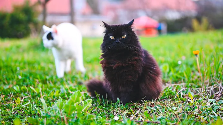 Watch the video about Don’t Pass by This Black Cat When He’s in a Bad Mood!
