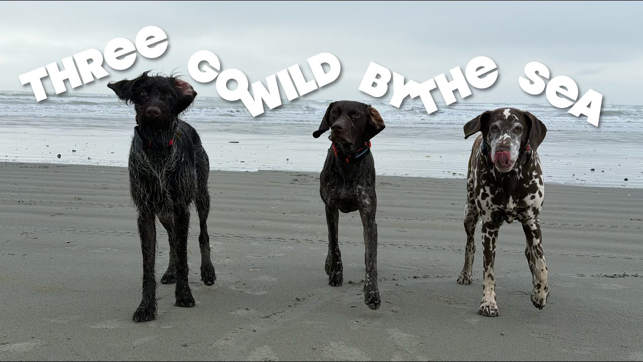 Three Go Wild By The Sea - Itchenor To West Wittering And Back