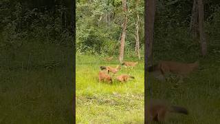 Wild spirit of the forest 🦊 #wildfox #forestscene #shorts #viralshorts #shortsvideo