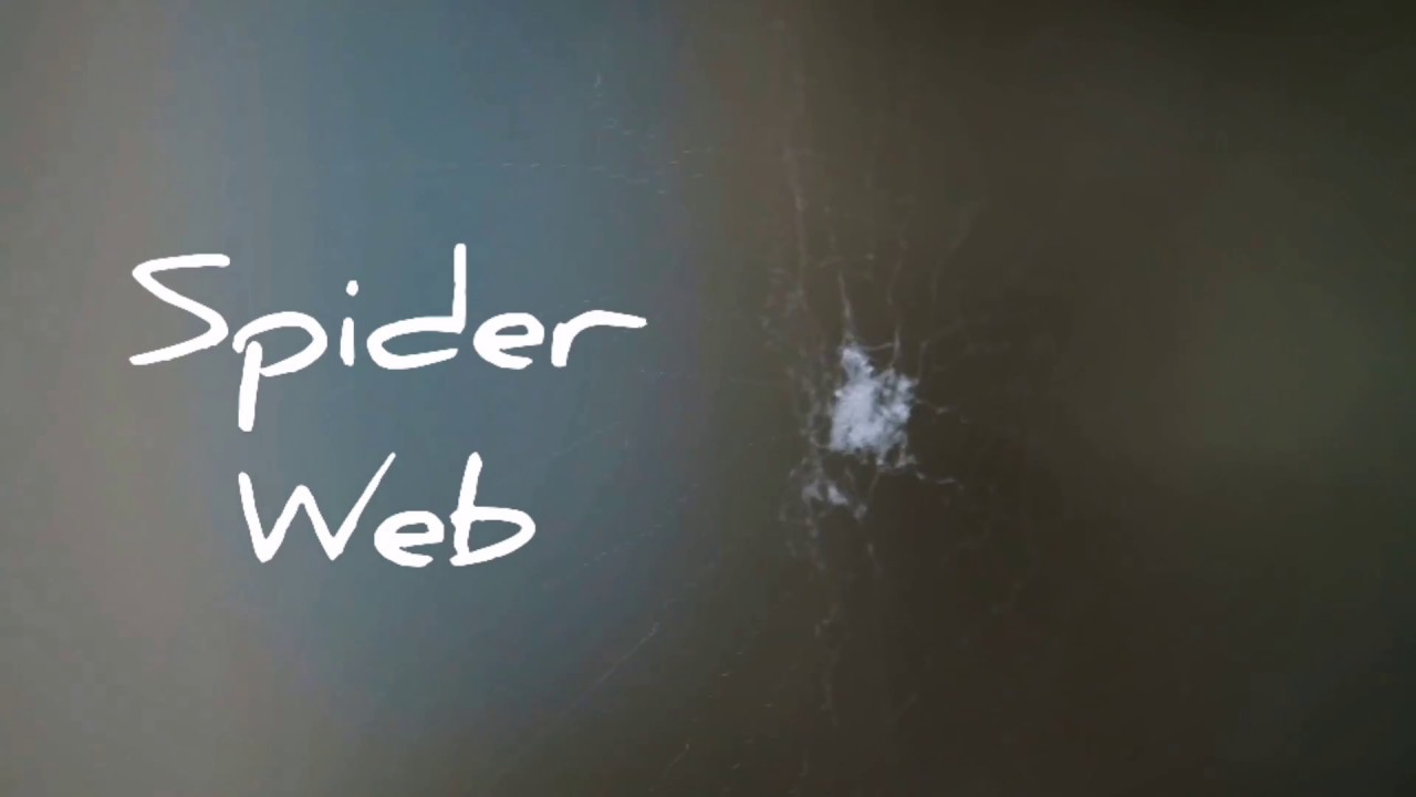 Spider web construction and food catch with NIKON Z6