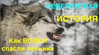 Невероятная история 2020 💥 КАК ВОЛКИ СПАСЛИ ЛЕСНИКА 💥 Спустя два года волки отплатили за спасение 💥