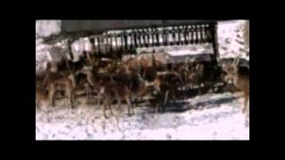 La gran nevada española 2015 - 3 Jaca nevada.mp4