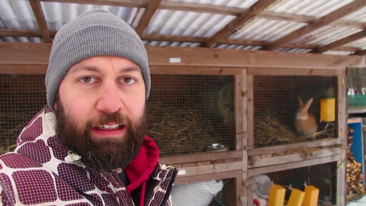 Přípravy na připuštění králíků