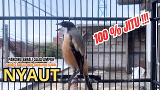 Download lagu cendet gacor FULL EMOSI MATERI KASAR untuk PANCINGAN CENDET AGAR BUNYI jadikan BURUNG PENTET GACOR