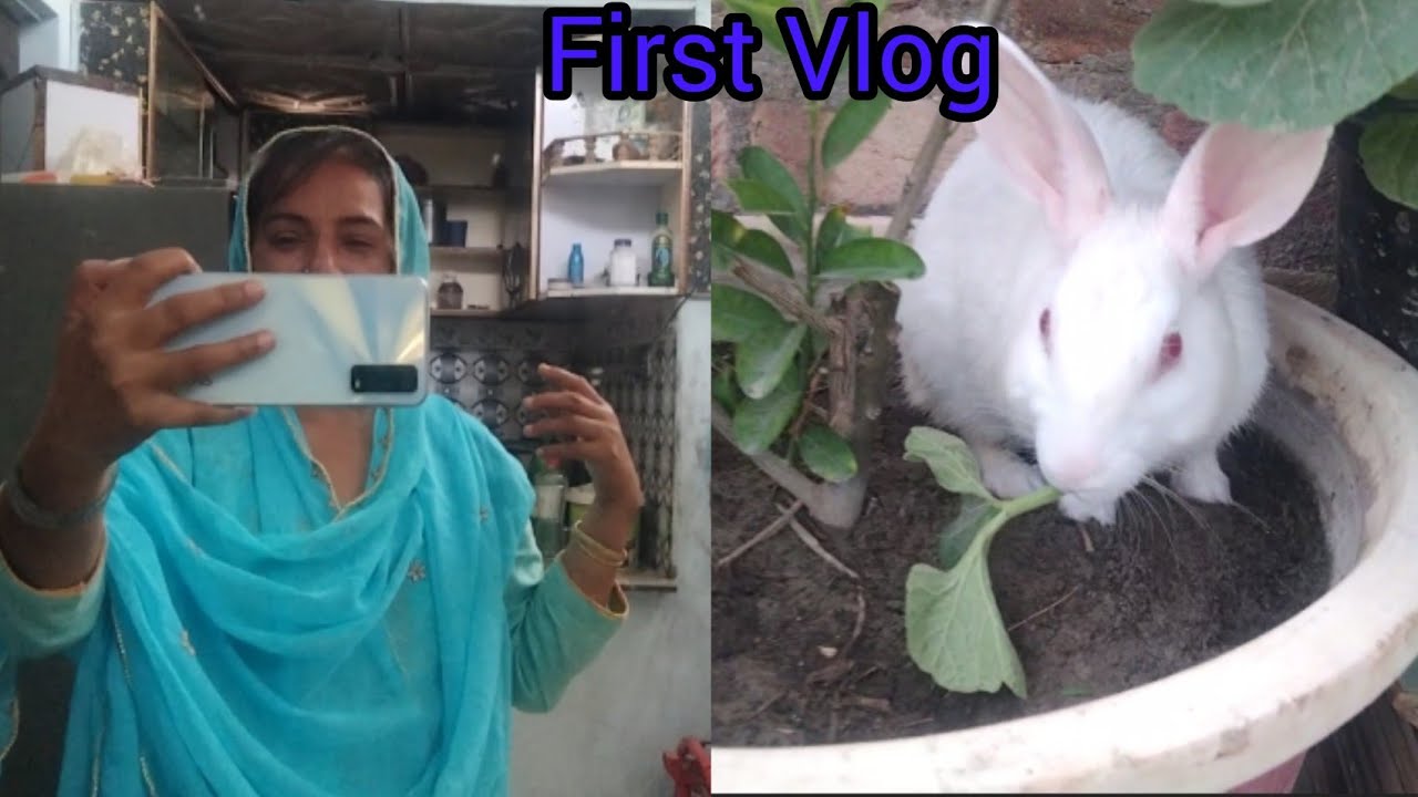 Rabbit Screaming 😱 My First Vlog,, 🥰🥺 - YouTube