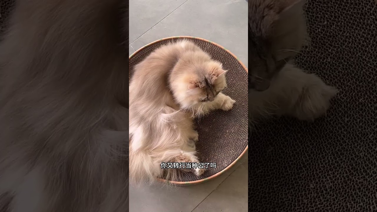 Cute Kitty's Vlog Launch: Join the 1Billion Viewers Club