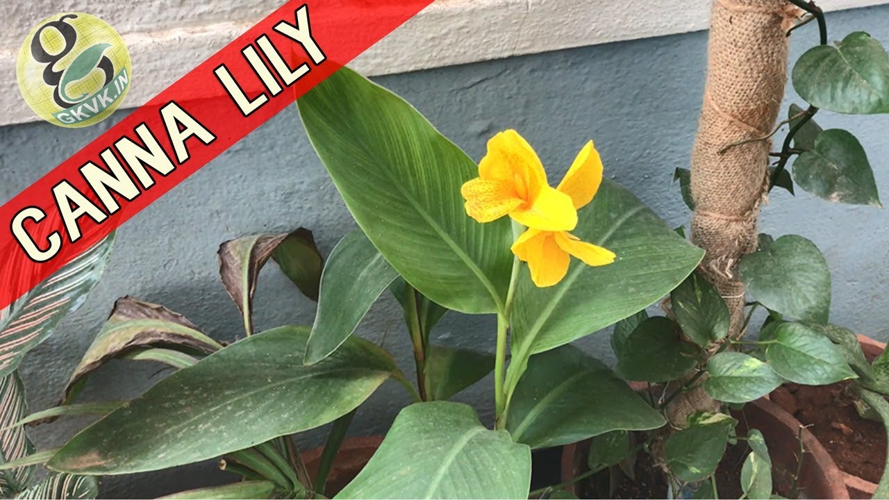 Canna Lily Planting Guide