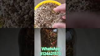 benifits of eating kambu tamil #kambu #tamil #ayurveda #iron #tamiltradition #calcium #youtubeshorts