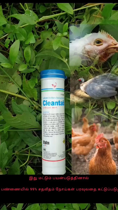 water purifying capsule #clean #tab #subscribe #chicken #வெள்ளைக்கழிச்சல் #தண்ணீர் #farming