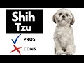 Shih Tzu Pros And Cons | The Good AND The Bad!! の動画、YouTube動画。