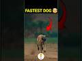 Fastest Dog In The World 🤯 | Greyhound Dog | #shorts #animallife #speed #trendingshorts