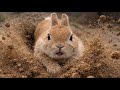 Rabbit Bulldozer Will Heal You 🐰