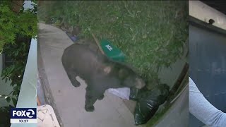 Black bear caught on camera in San Rafael to homeowner's surprise