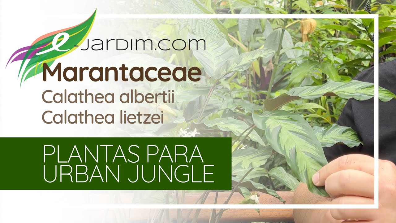 Calathea albertii e Calathea lietzei - Plantas para Urban Jungle | Sítio E-Jardim
