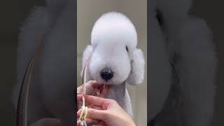 MINIATURE Bedlington TERRIER FACELIFT REACTION #dog #puppy #cutedog #shortsvideo