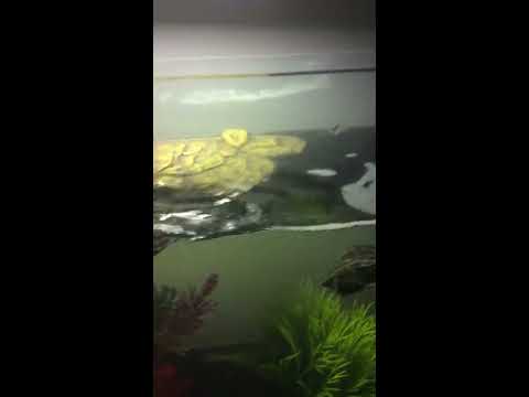 Cute terrapins eating