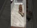 Living their best, most chaotic lives! #bulldog #shorts #shortvideo #puppy #aussiedoodle #playtime