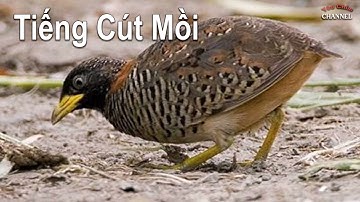 Tiếng Cút Mồi Kêu Chuẩn, File MP3 Chuẩn Hay Nhất #tiengcutmoi